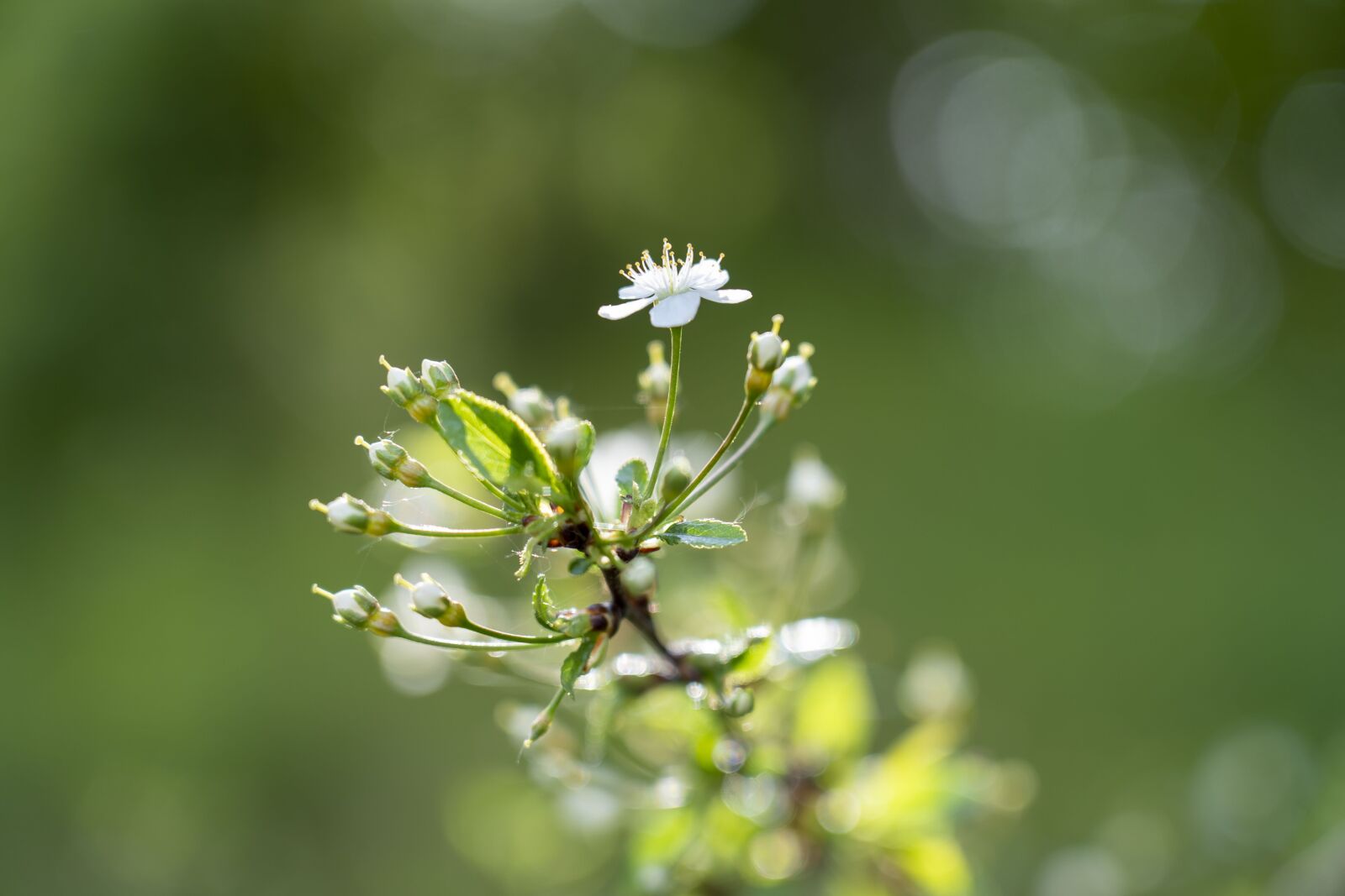 Sony FE 24-105mm F4 G OSS sample photo. Flowering, a branch, flowers photography