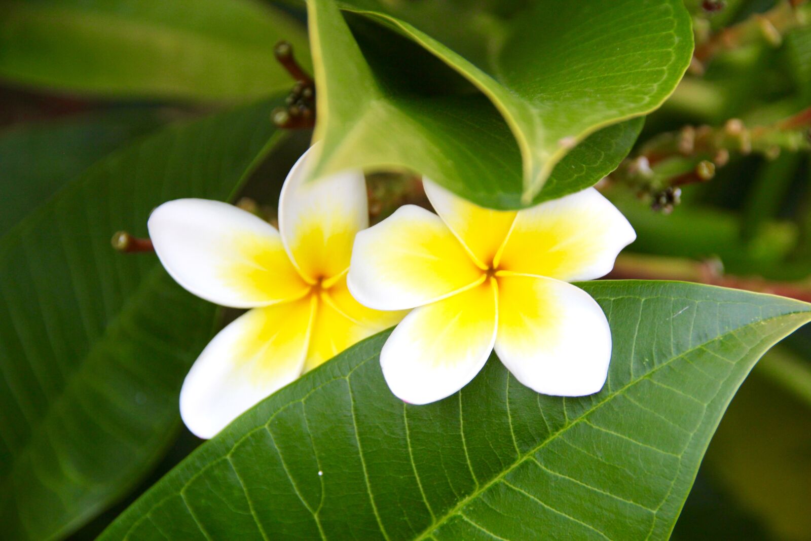 Canon EOS 60D sample photo. Flower, leaf, white photography