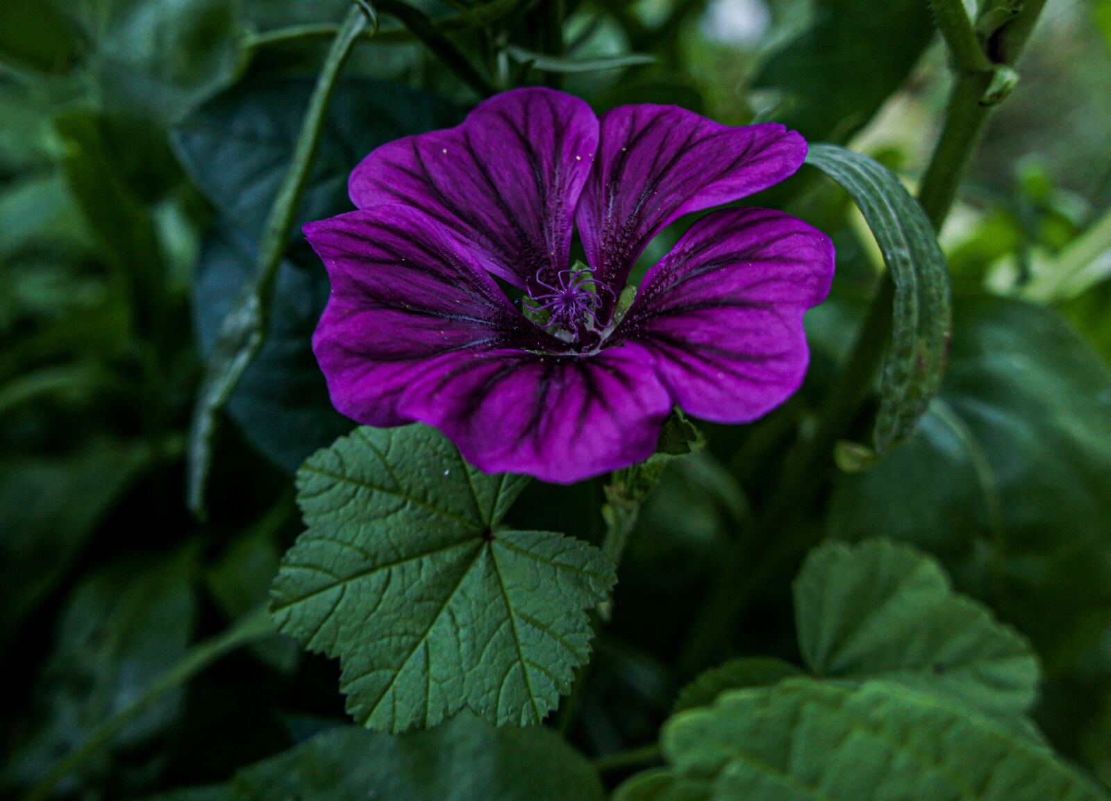 Sony Alpha NEX-3 sample photo. Flower, flowers, garden photography
