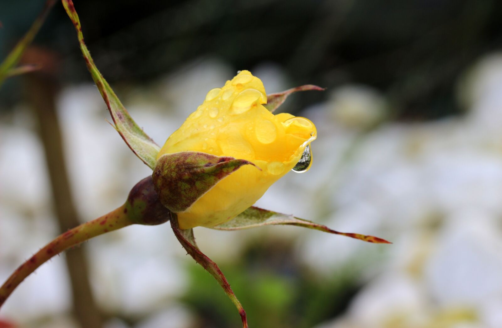 Canon EOS 650D (EOS Rebel T4i / EOS Kiss X6i) sample photo. Rosebud, rose, bud photography