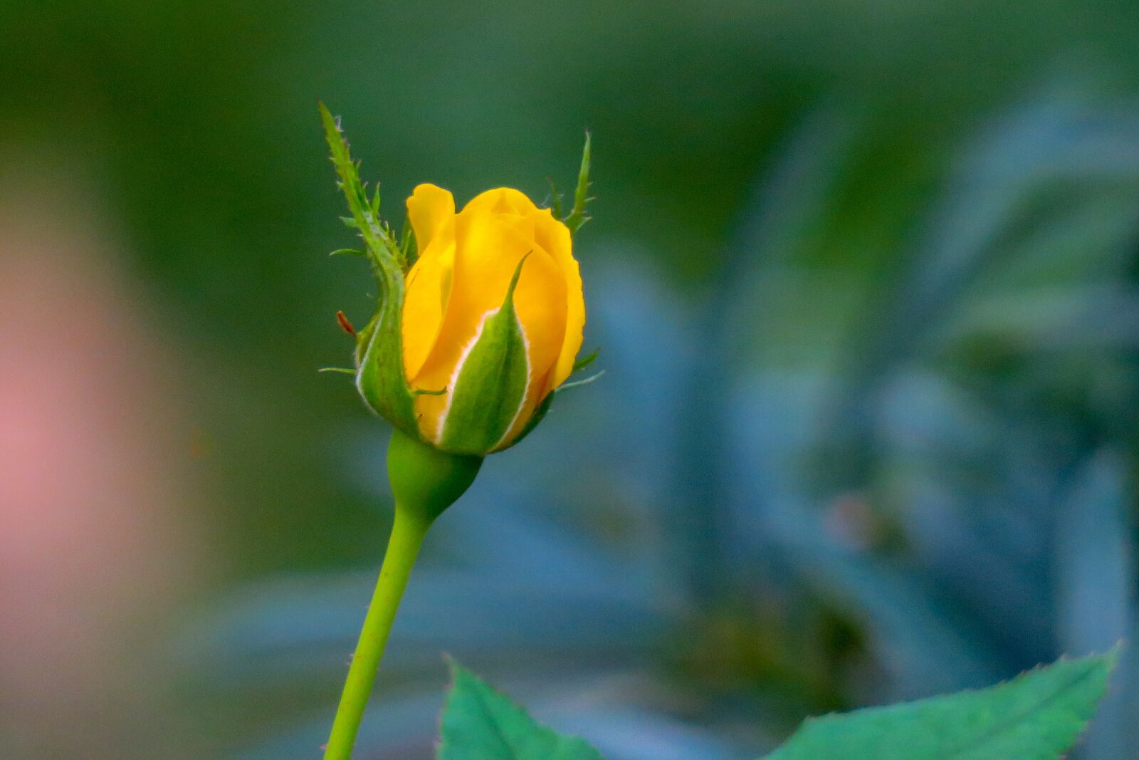 Canon PowerShot G3 X sample photo. Yellow roses, yellow, rose photography
