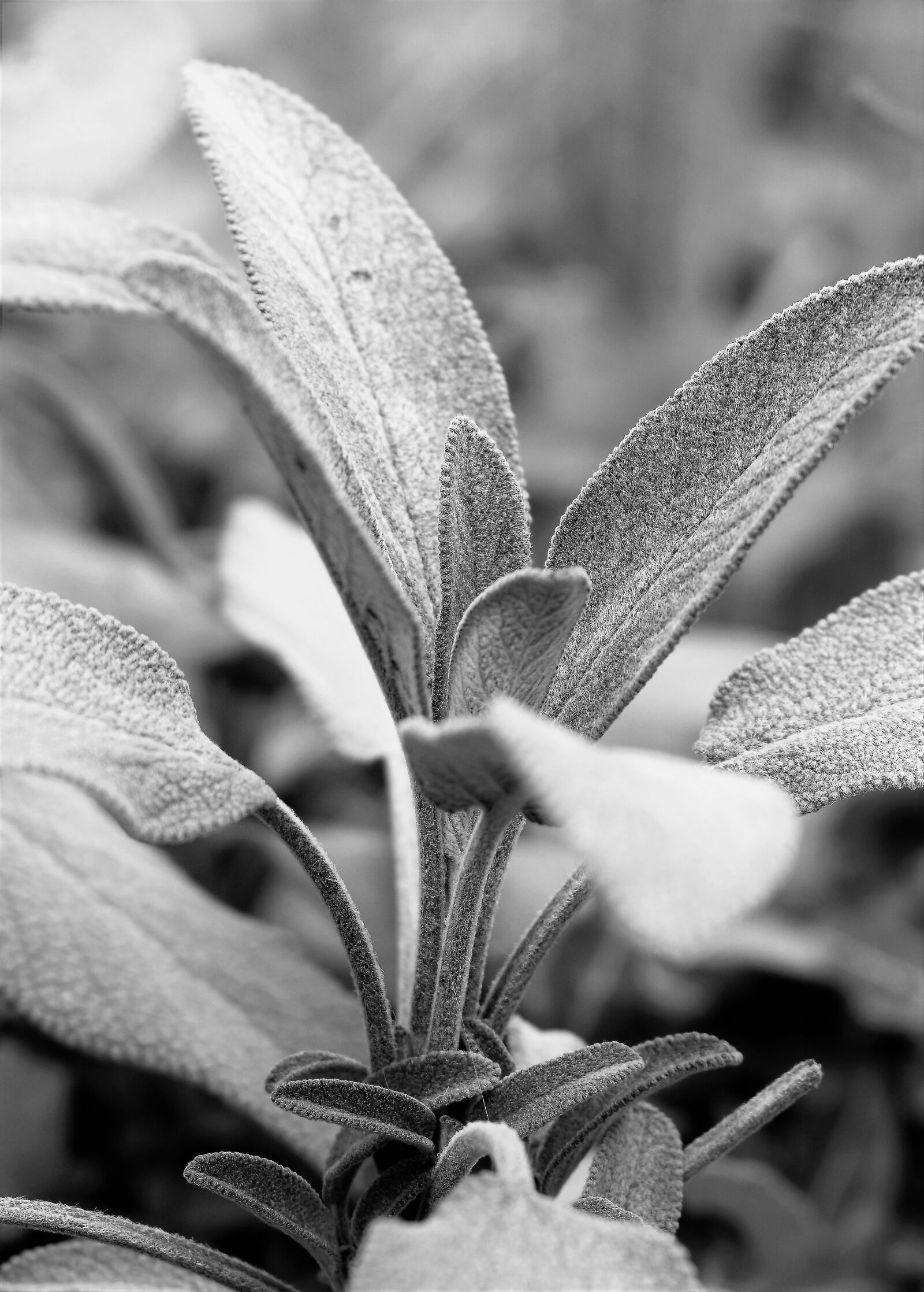 Nikon D5500 sample photo. Sage, plant, black and photography