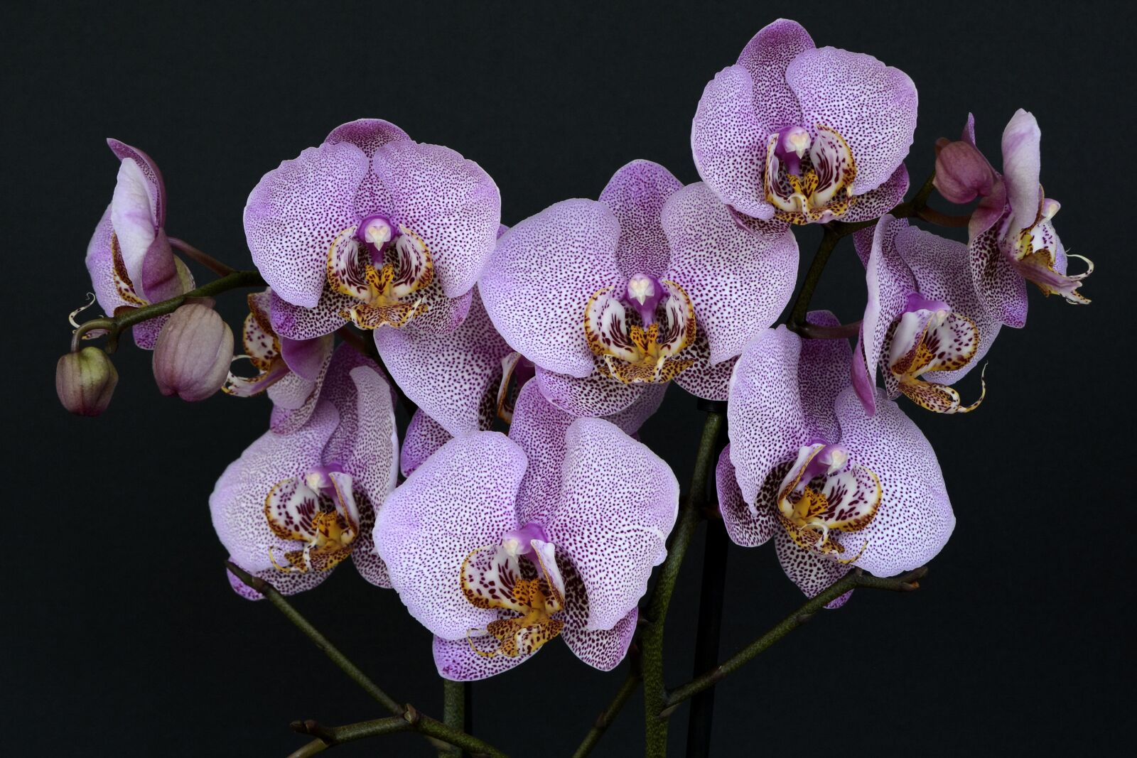 Nikon D7100 sample photo. Orchids, flowers, blossom photography