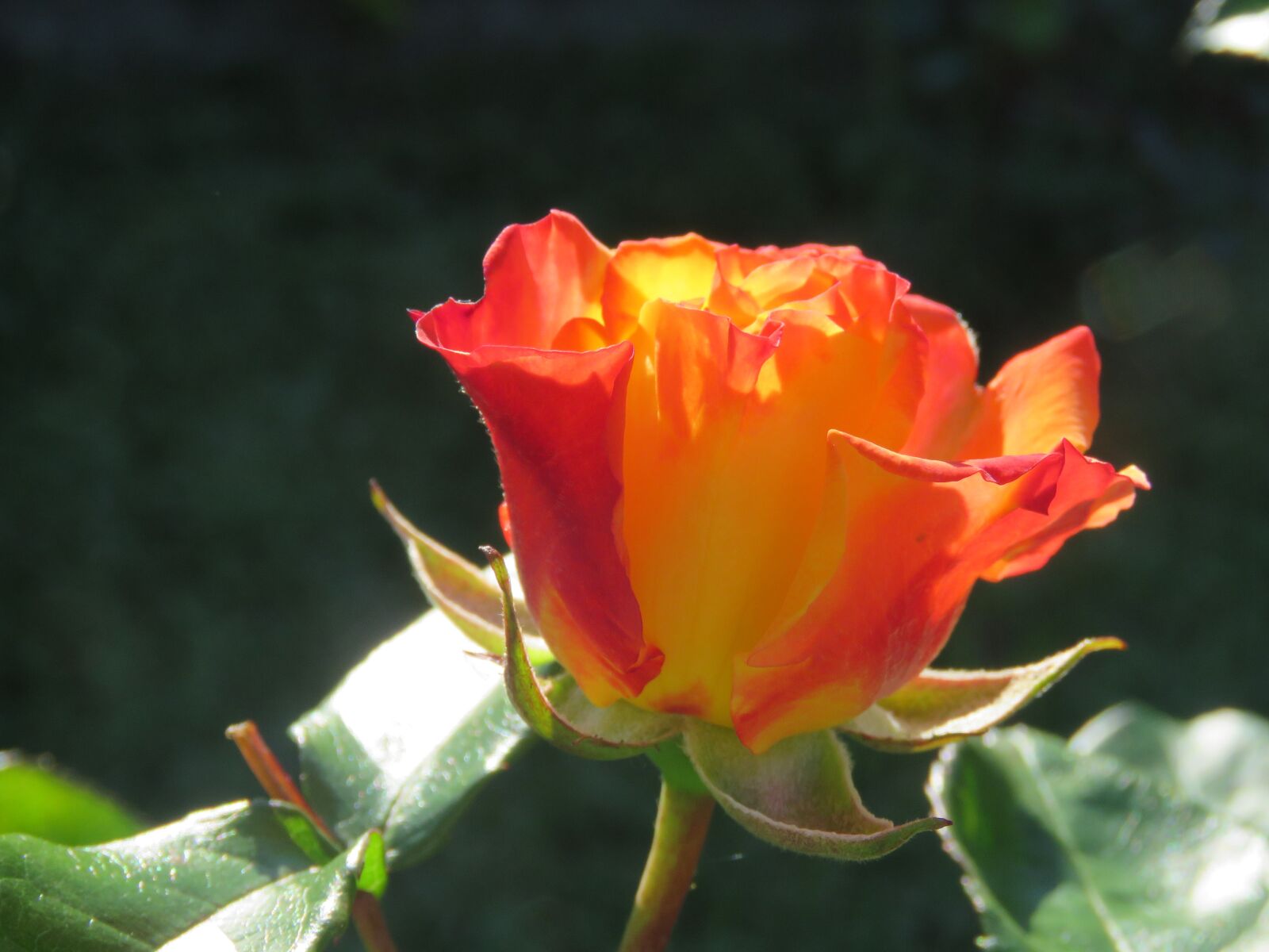 Canon PowerShot SX60 HS sample photo. Rosa, flower, garden photography