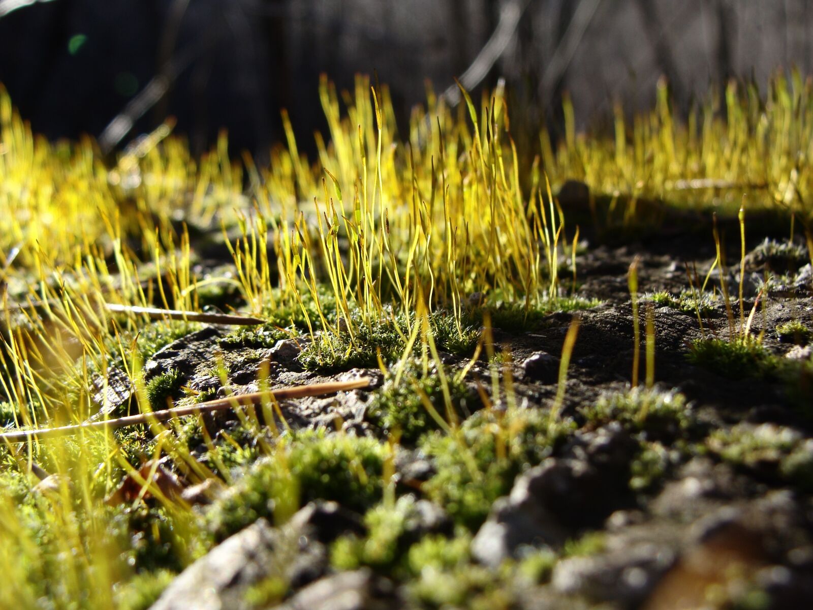 Sony Cyber-shot DSC-H10 sample photo. Moss, close-up, nature photography