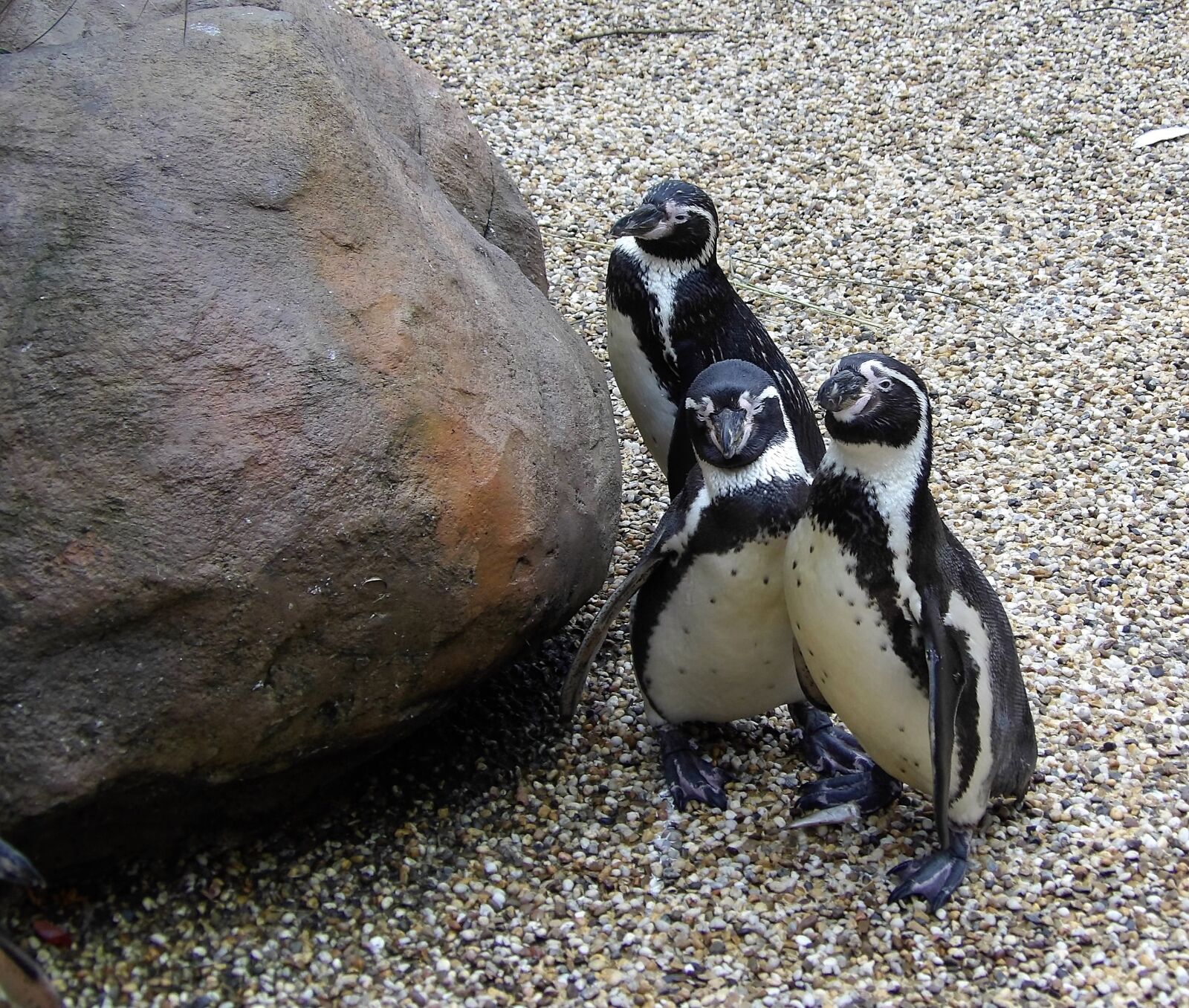Kodak PIXPRO AZ521 sample photo. Penguins, trio, nature photography