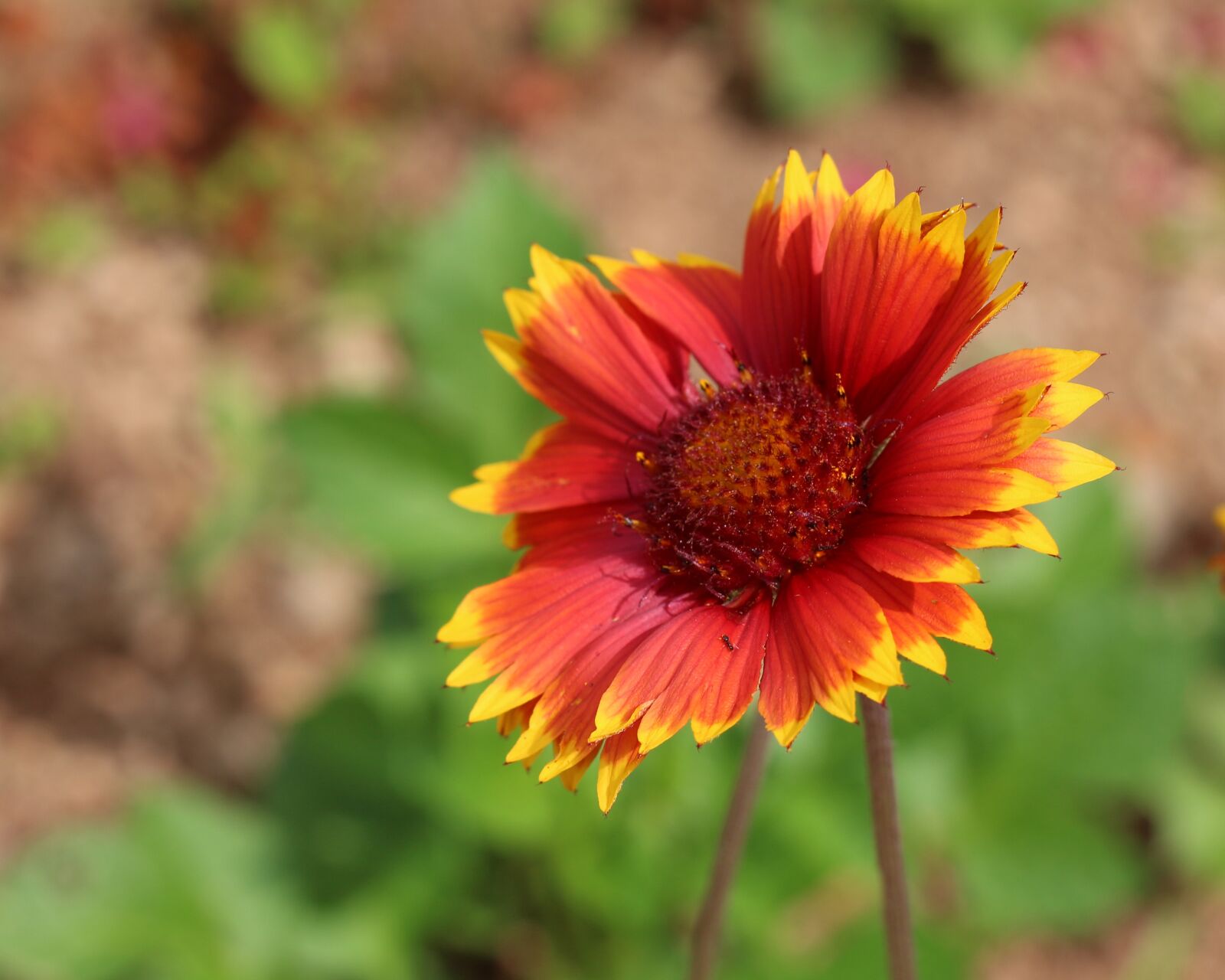 Canon EOS 700D (EOS Rebel T5i / EOS Kiss X7i) sample photo. Garden, blanket flower, nature photography