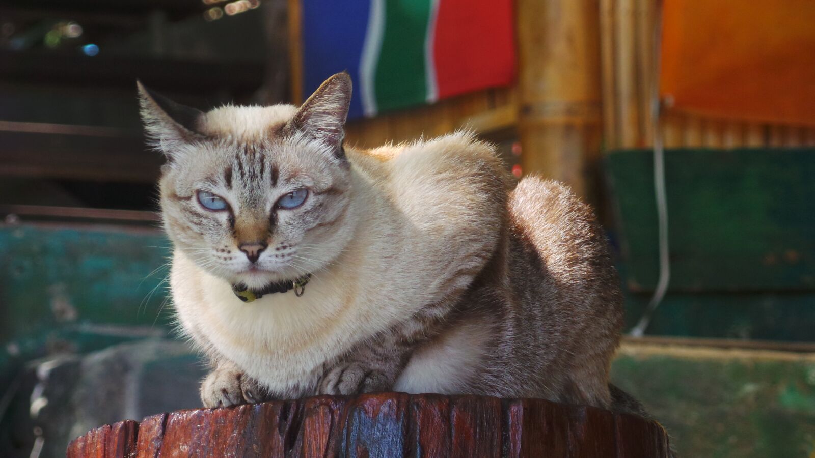 Samsung EK-GC100 sample photo. Cat, animal, pets photography