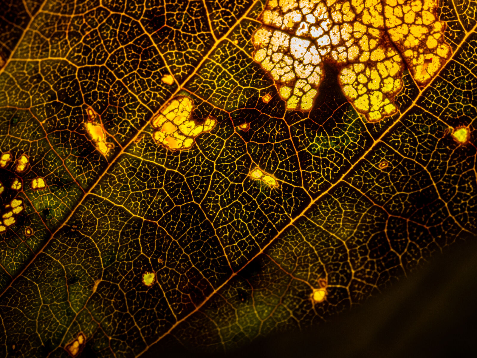 Olympus M.Zuiko Digital ED 60mm F2.8 Macro sample photo. Autumn shines through photography