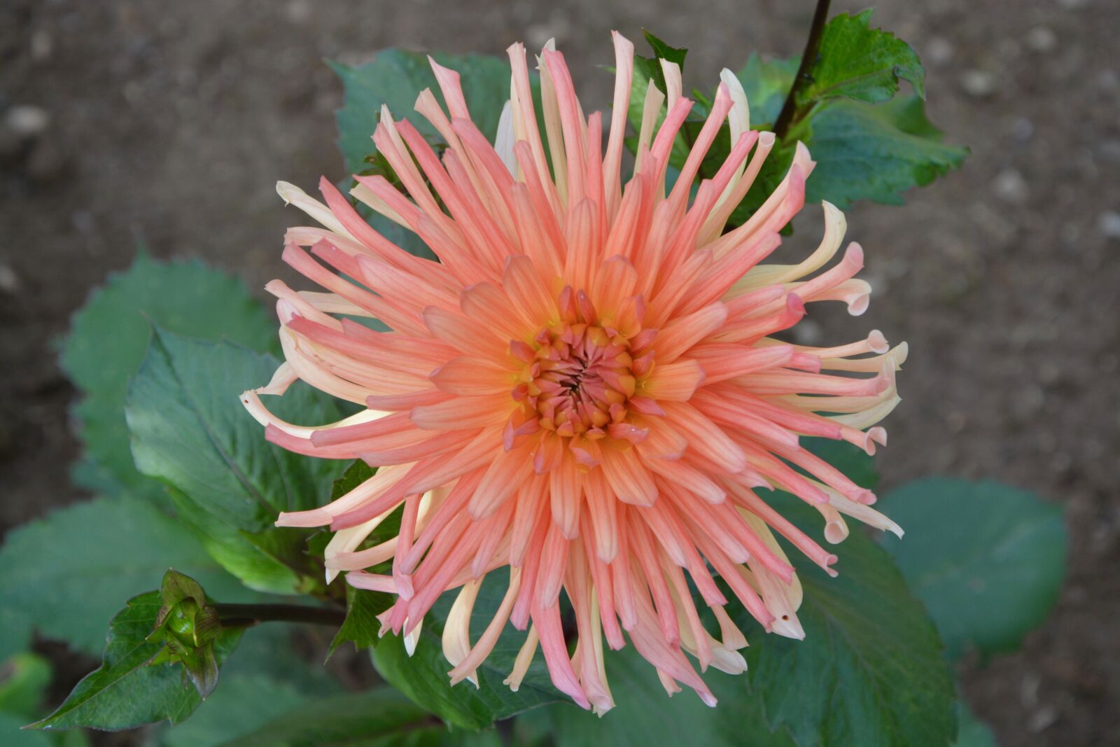 Nikon D5200 sample photo. Flower, flowers, plant photography