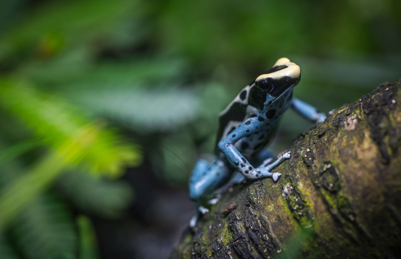 Sony a7R II + Canon EF 100mm F2.8L Macro IS USM sample photo. Nature, living nature, animals photography