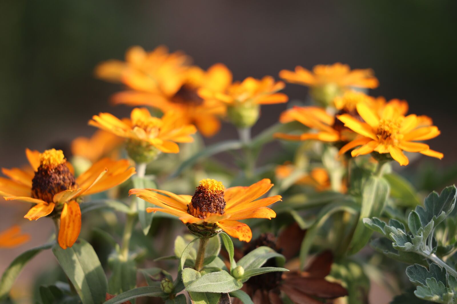 Canon EF 70-300 F4-5.6 IS II USM sample photo. Blanket flowers, gaillardia aristata photography