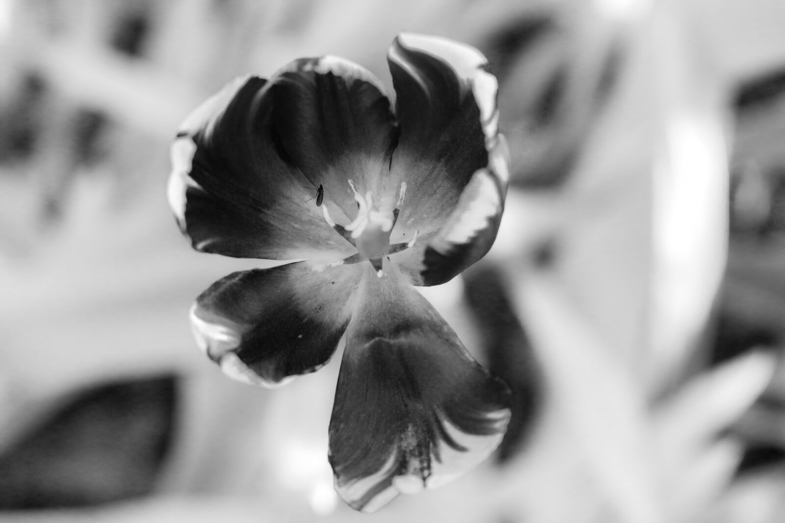 Canon EOS R sample photo. Flower, tulip, blossom photography