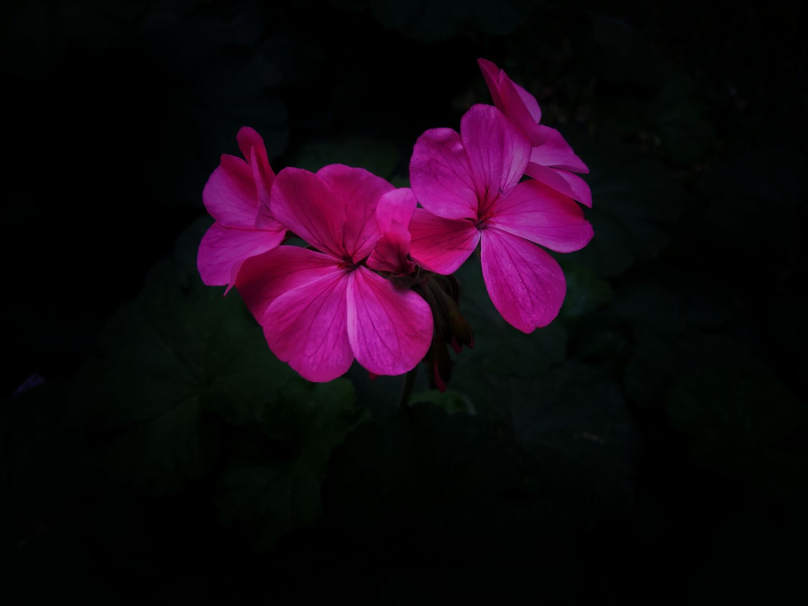 Samsung Galaxy J5 sample photo. Floral, flor, flower photography