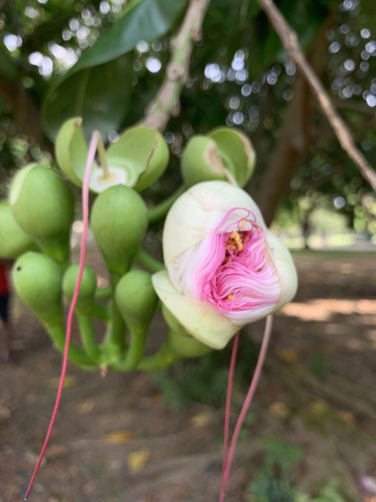 Apple iPhone XR sample photo. Wild flower, large fruit photography