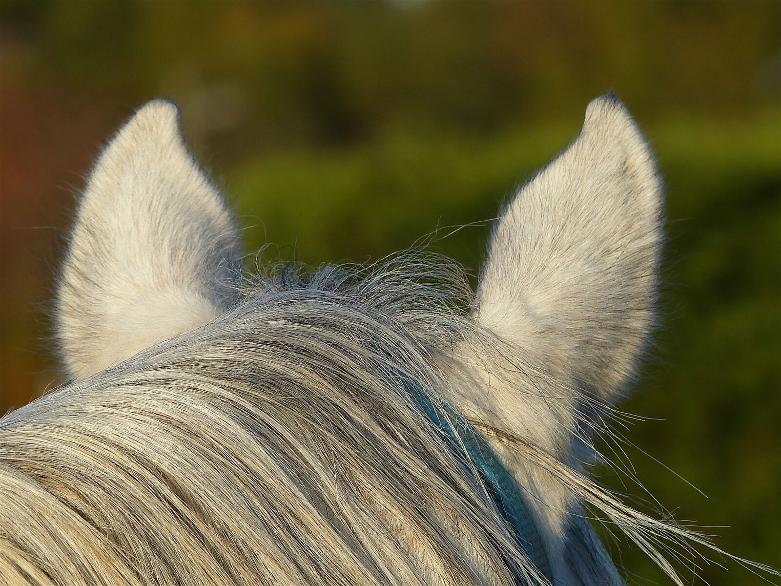 Panasonic Lumix DMC-FZ200 sample photo. Thoroughbred, arabic, white photography