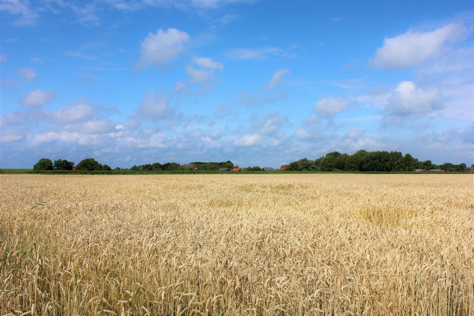 Canon EOS 600D (Rebel EOS T3i / EOS Kiss X5) sample photo. North, sky, cornfield photography