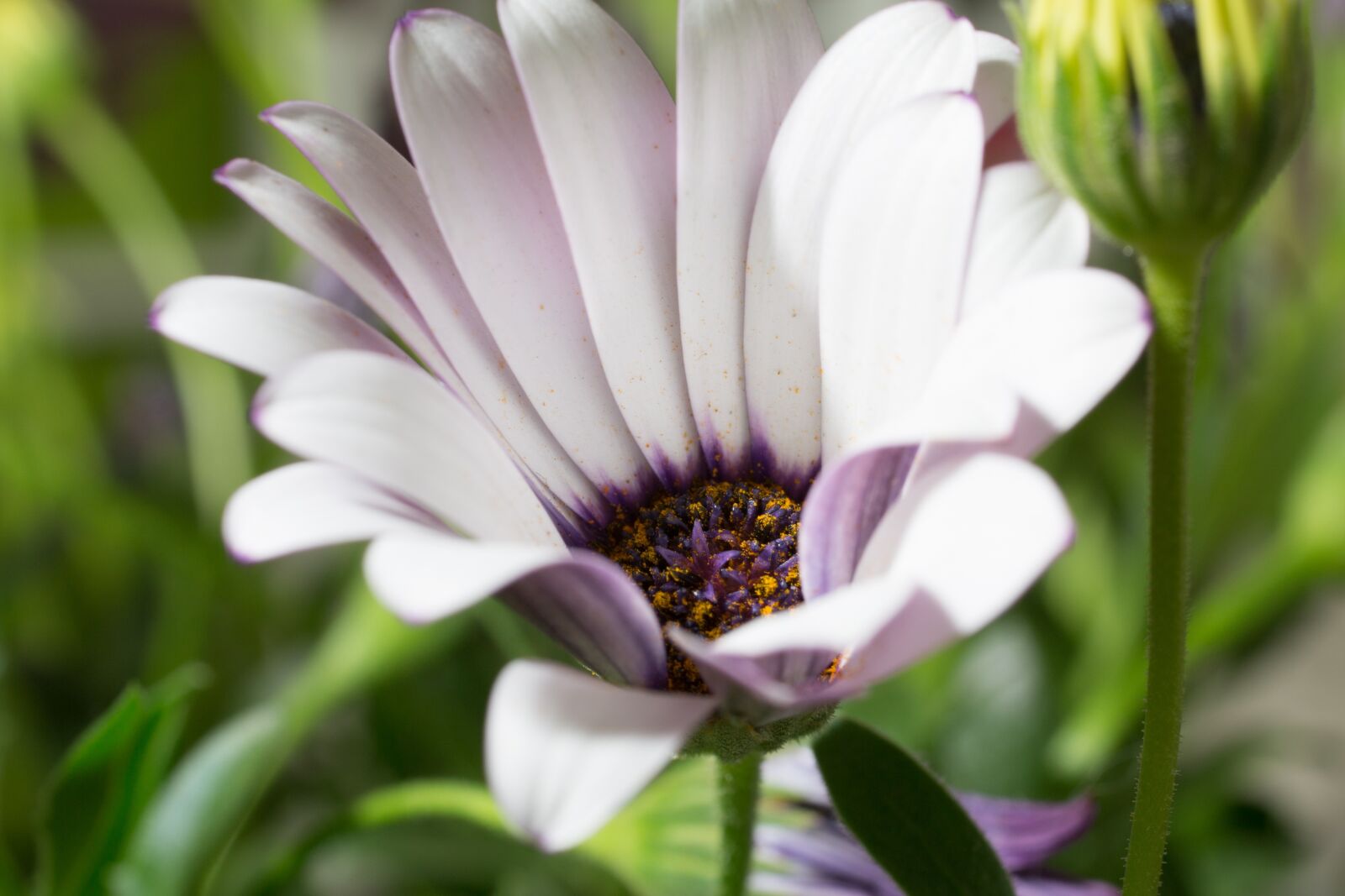 Canon EOS 70D + Canon EF 50mm F2.5 Macro sample photo. Macro, osteospermum ecklonis, cape photography