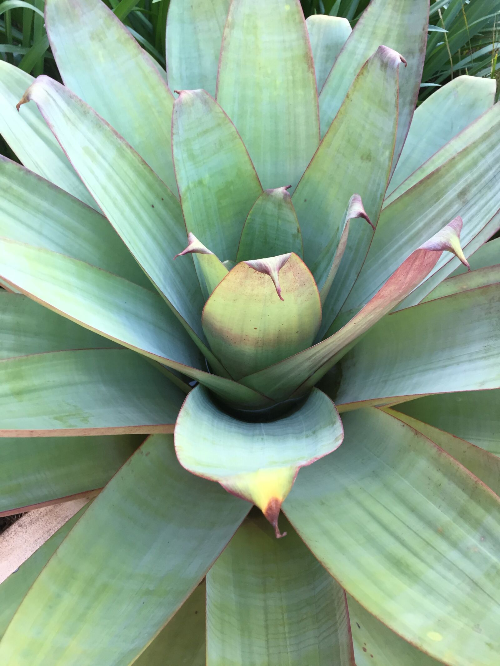 Apple iPhone 6 sample photo. Plant, bromeliads, ornamental plant photography