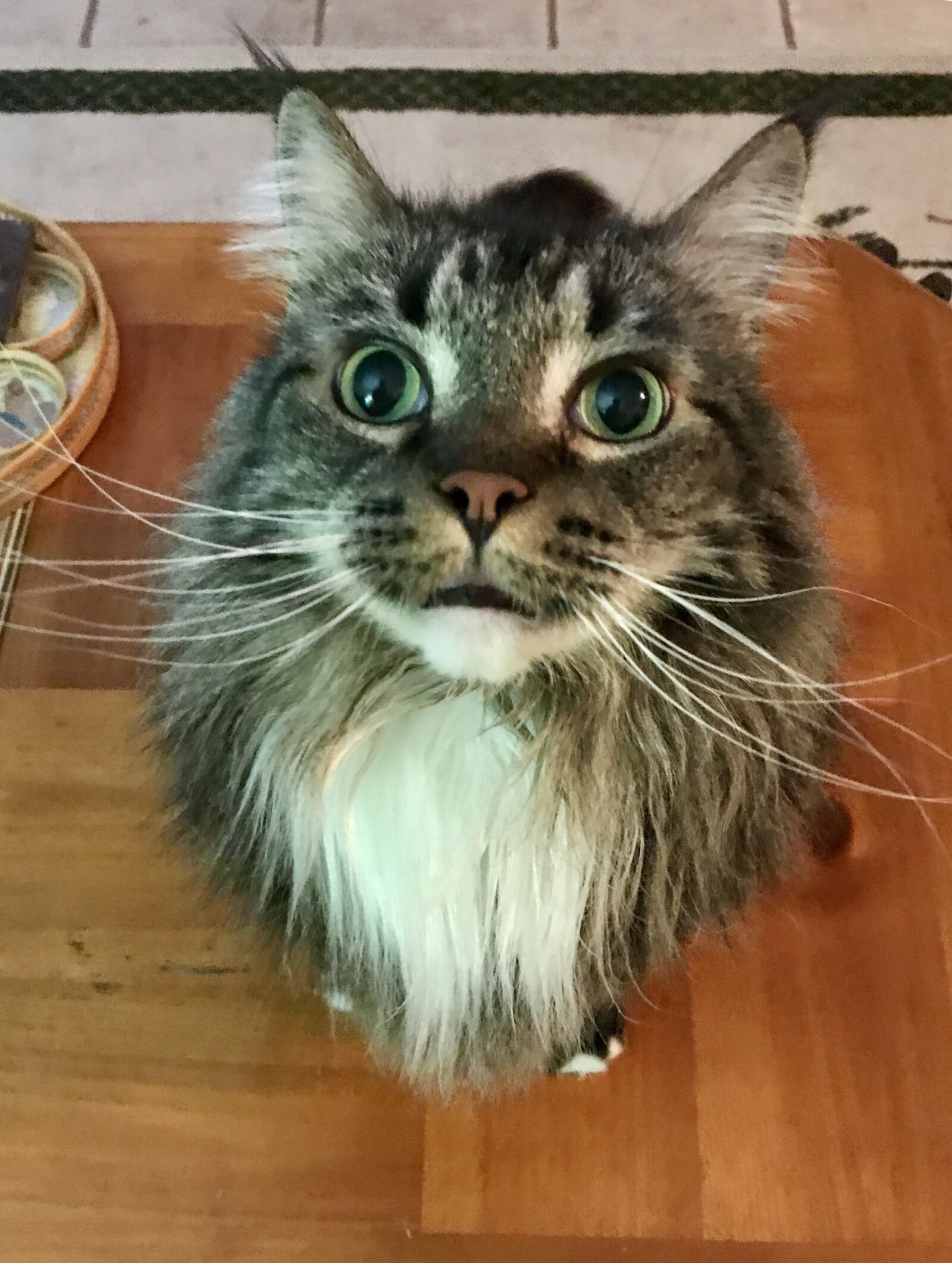 Apple iPhone 7 Plus sample photo. Maine coon, poco, big photography