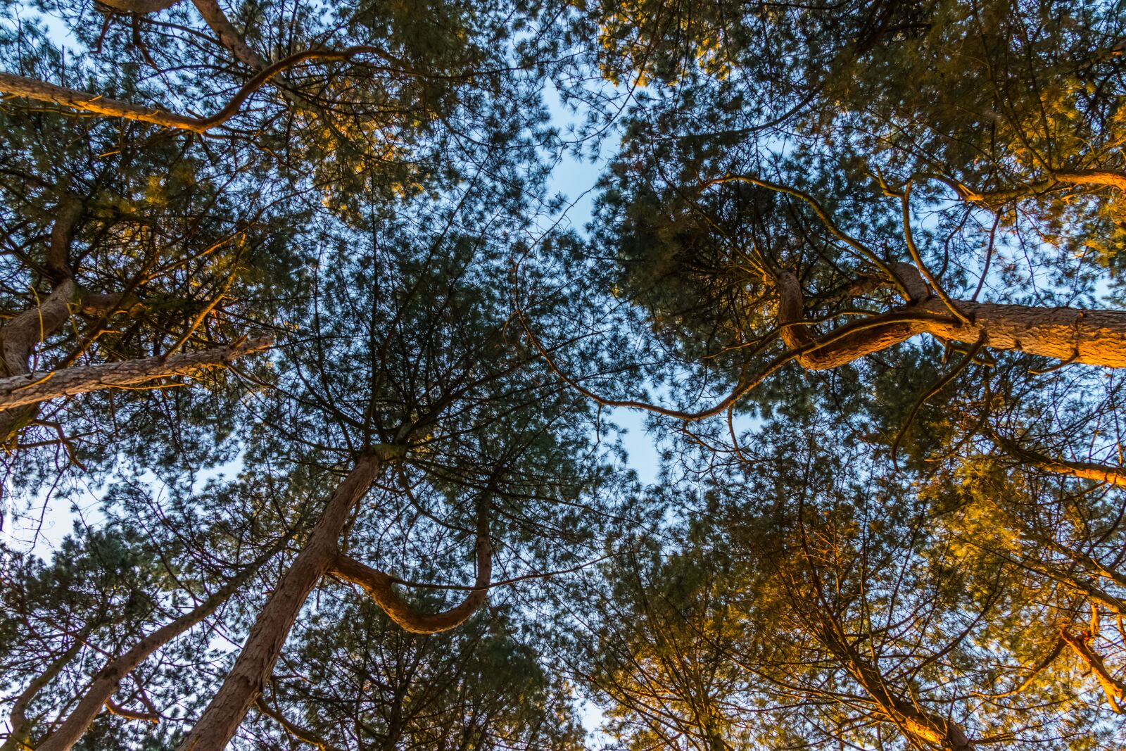Canon EOS 70D sample photo. Tree, nature, wood photography