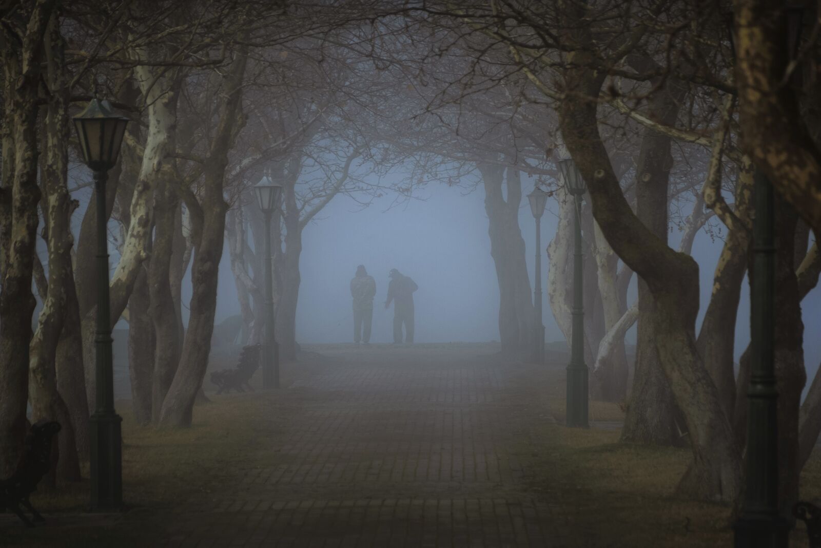 Nikon D5300 sample photo. Fog, mystery, forest photography