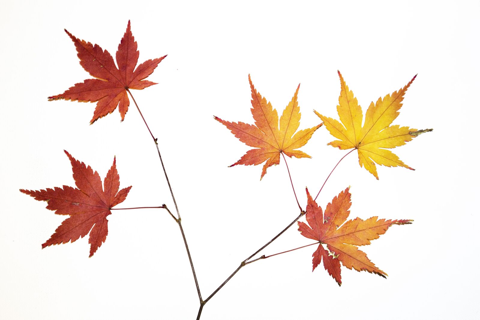 Canon EF 16-35mm F4L IS USM sample photo. Maple, fall, memory photography