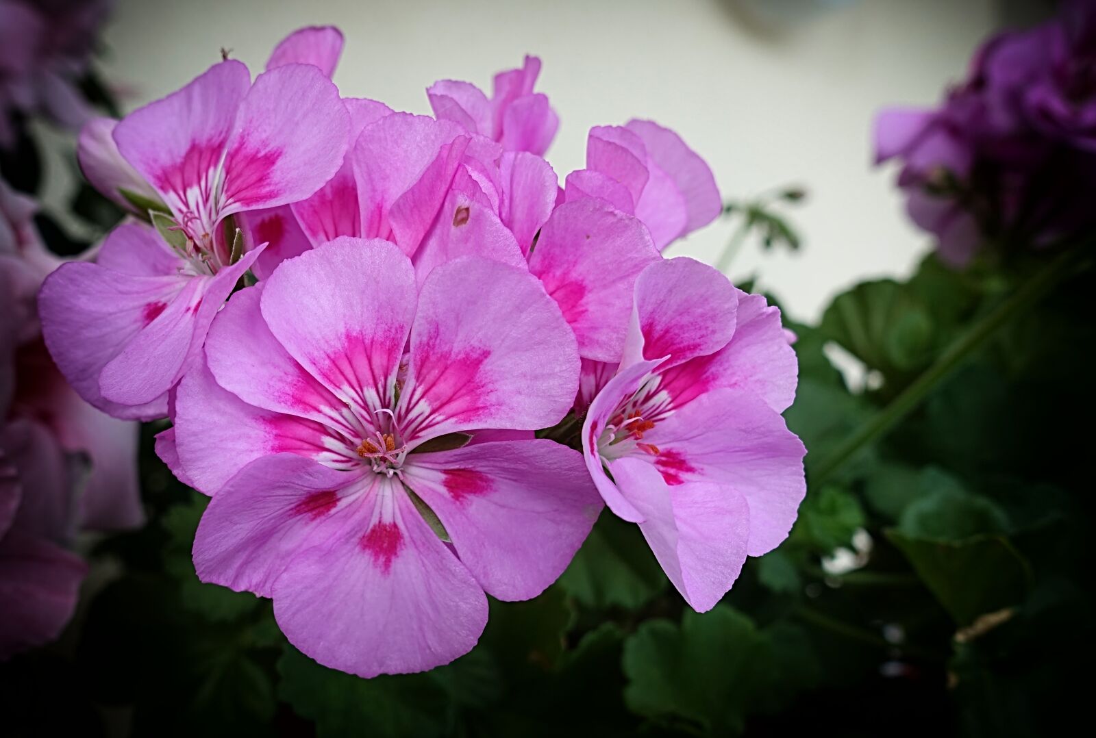 Sony DSC-RX100M5 sample photo. Flowers, summer, pink photography