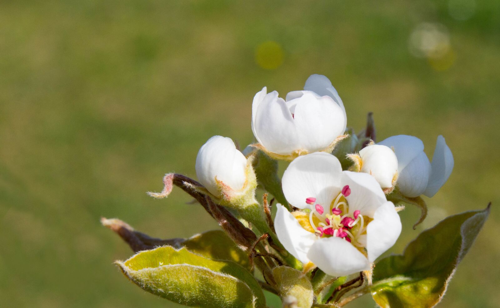Canon EOS 60D sample photo. Pear, blossom, bloom photography