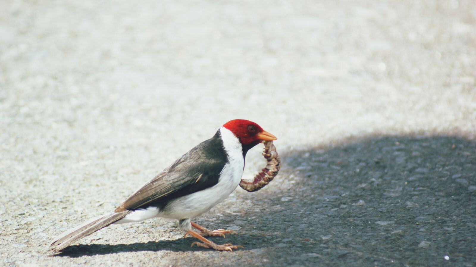 Sony Alpha DSLR-A350 sample photo. Worm, wood pecker, prey photography
