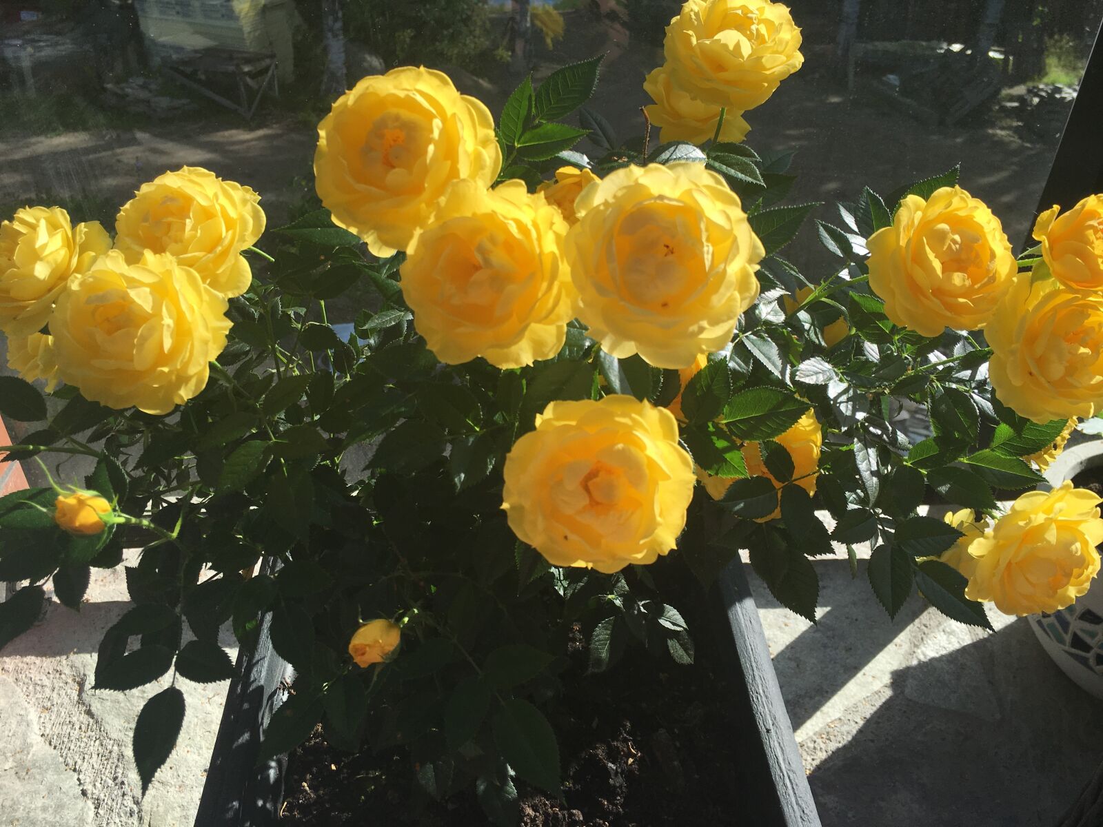 iPhone 6s Plus back camera 4.15mm f/2.2 sample photo. Rose, flower, yellow photography