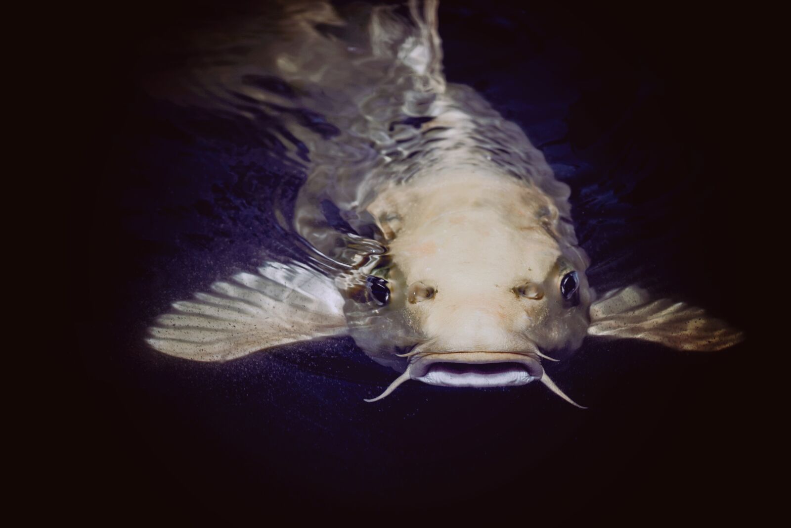 Nikon D750 sample photo. Animal, catfish, fish photography