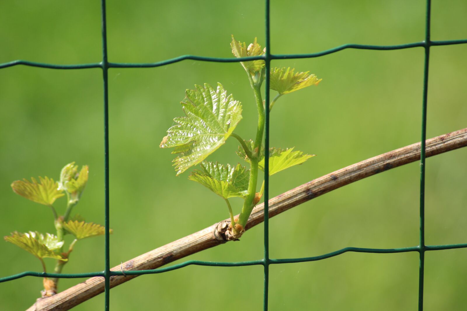 Canon EOS 1200D (EOS Rebel T5 / EOS Kiss X70 / EOS Hi) sample photo. Grapes, young leaves, spring photography