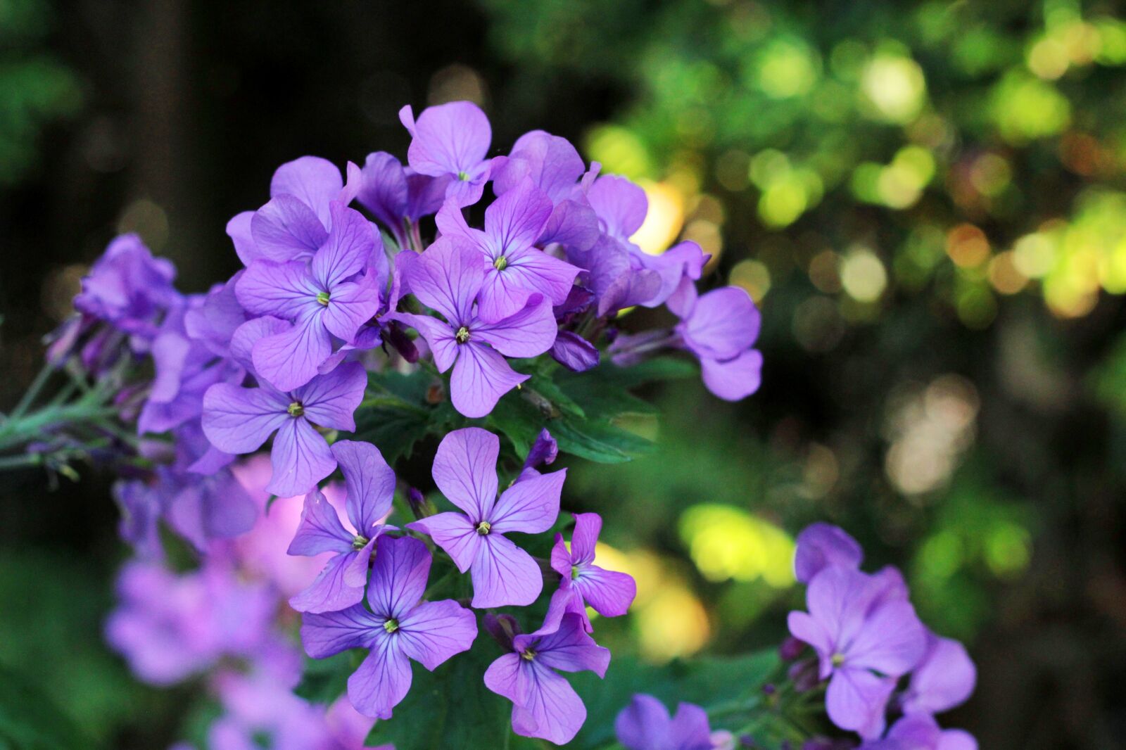 Canon EOS 600D (Rebel EOS T3i / EOS Kiss X5) + Canon EF 50mm F1.8 STM sample photo. Honesty, purple, flower photography