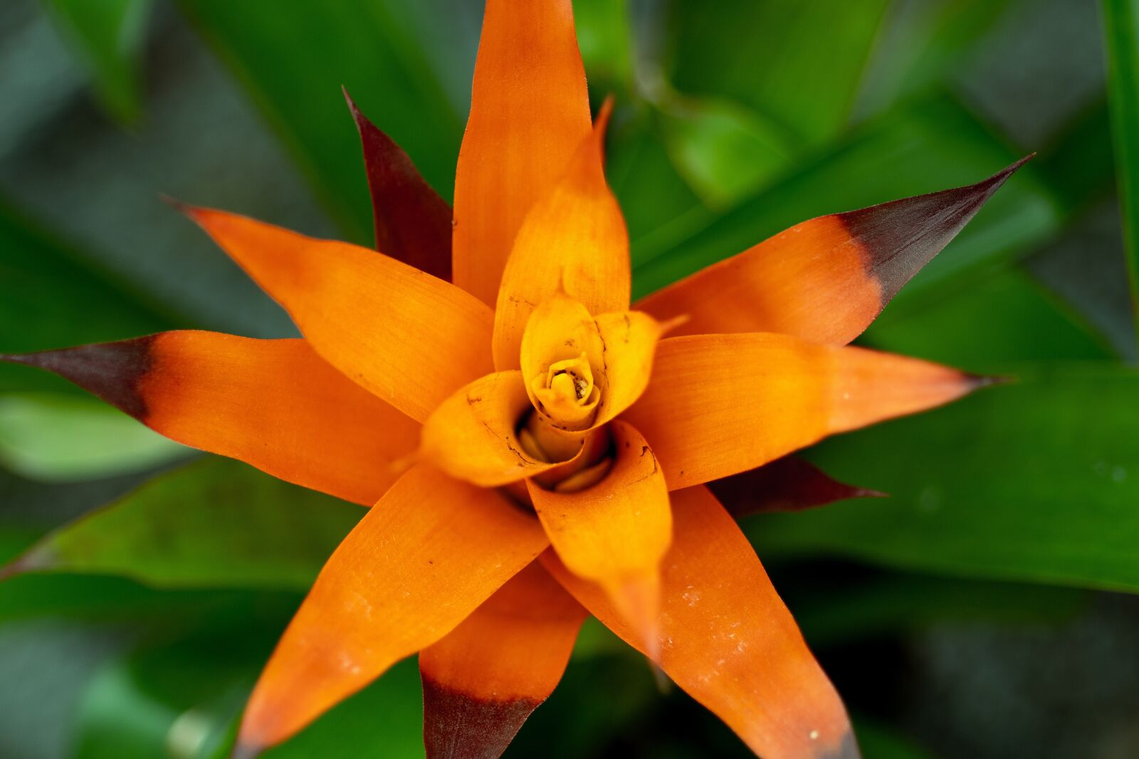 Nikon D500 sample photo. Flower, orange, orange flower photography