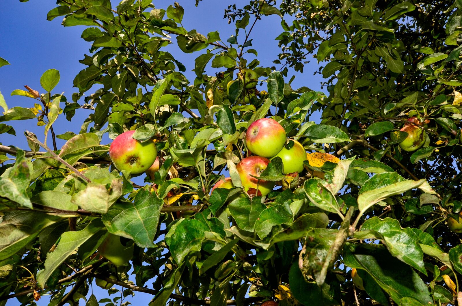 Nikon D7000 sample photo. Apple, tree, nature photography