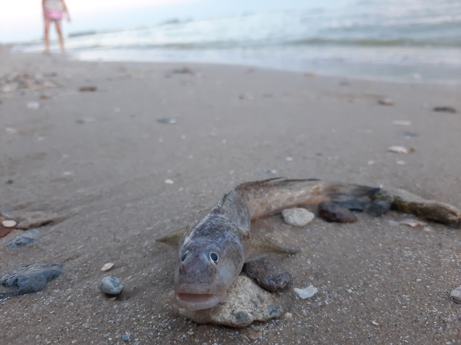 Samsung Galaxy A50 sample photo. Goby, fish, sea photography