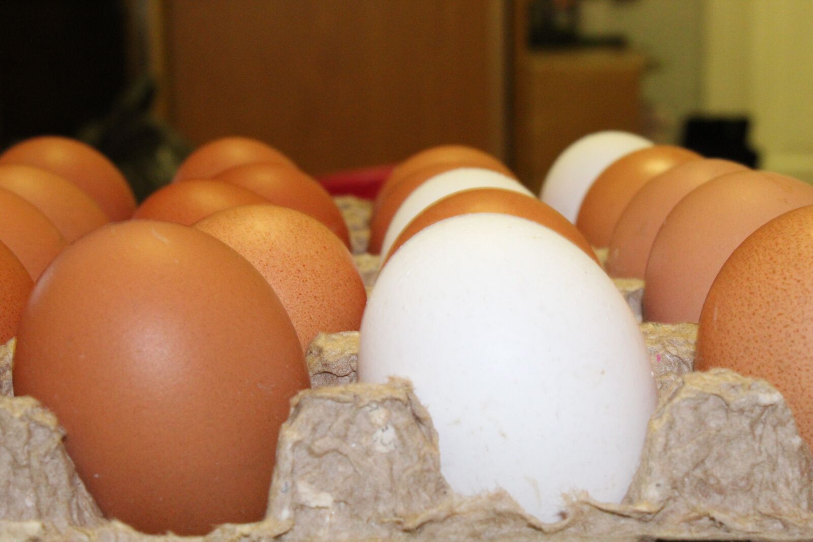 Canon EOS 4000D (EOS Rebel T100 / EOS 3000D) sample photo. Eggs, chicken, egg photography