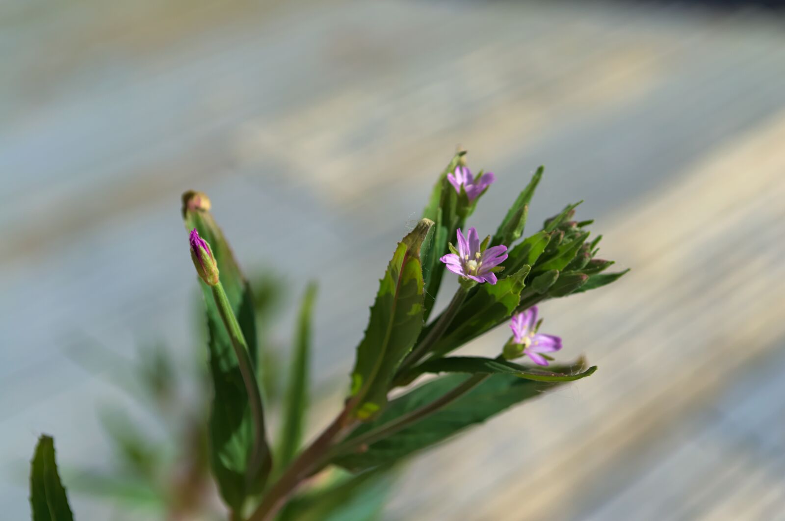 Nikon D3100 sample photo. Nature, flowers, spring photography
