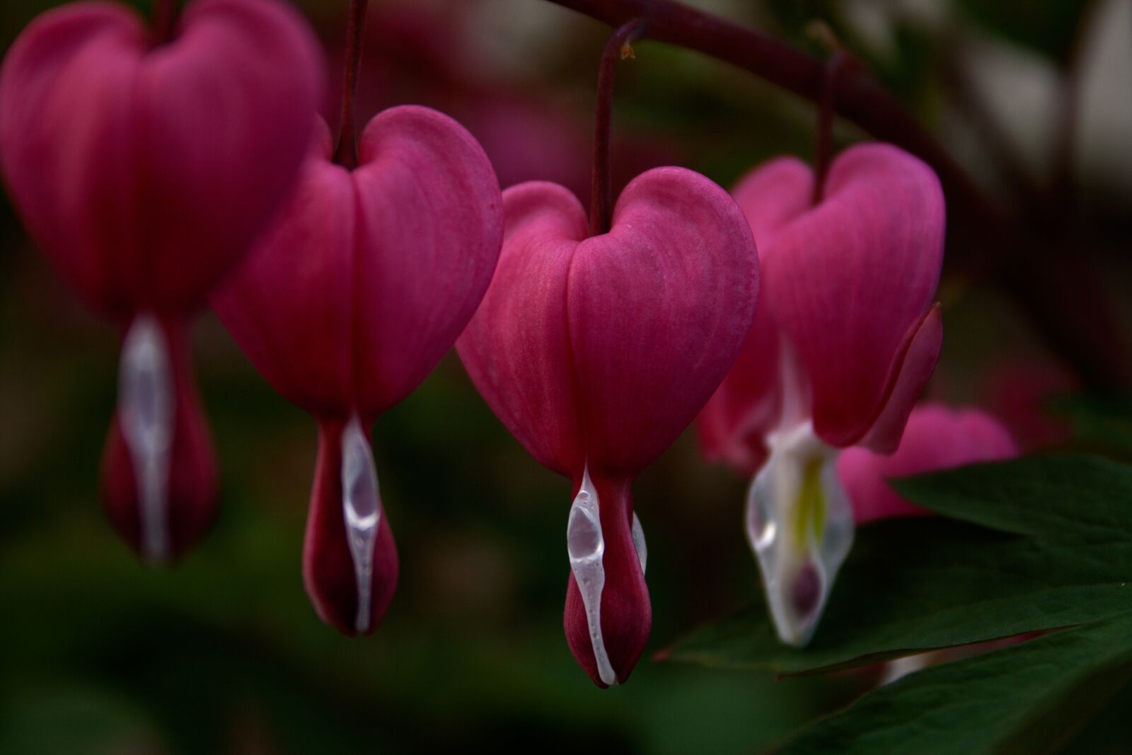 Canon EOS 400D (EOS Digital Rebel XTi / EOS Kiss Digital X) sample photo. Bleeding heart, lamprocapnos spectabilis photography