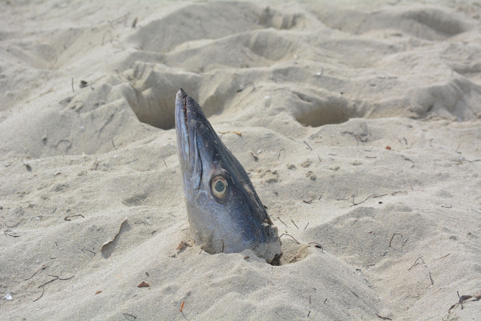 Nikon D5200 sample photo. Fish head, beach, cuba photography