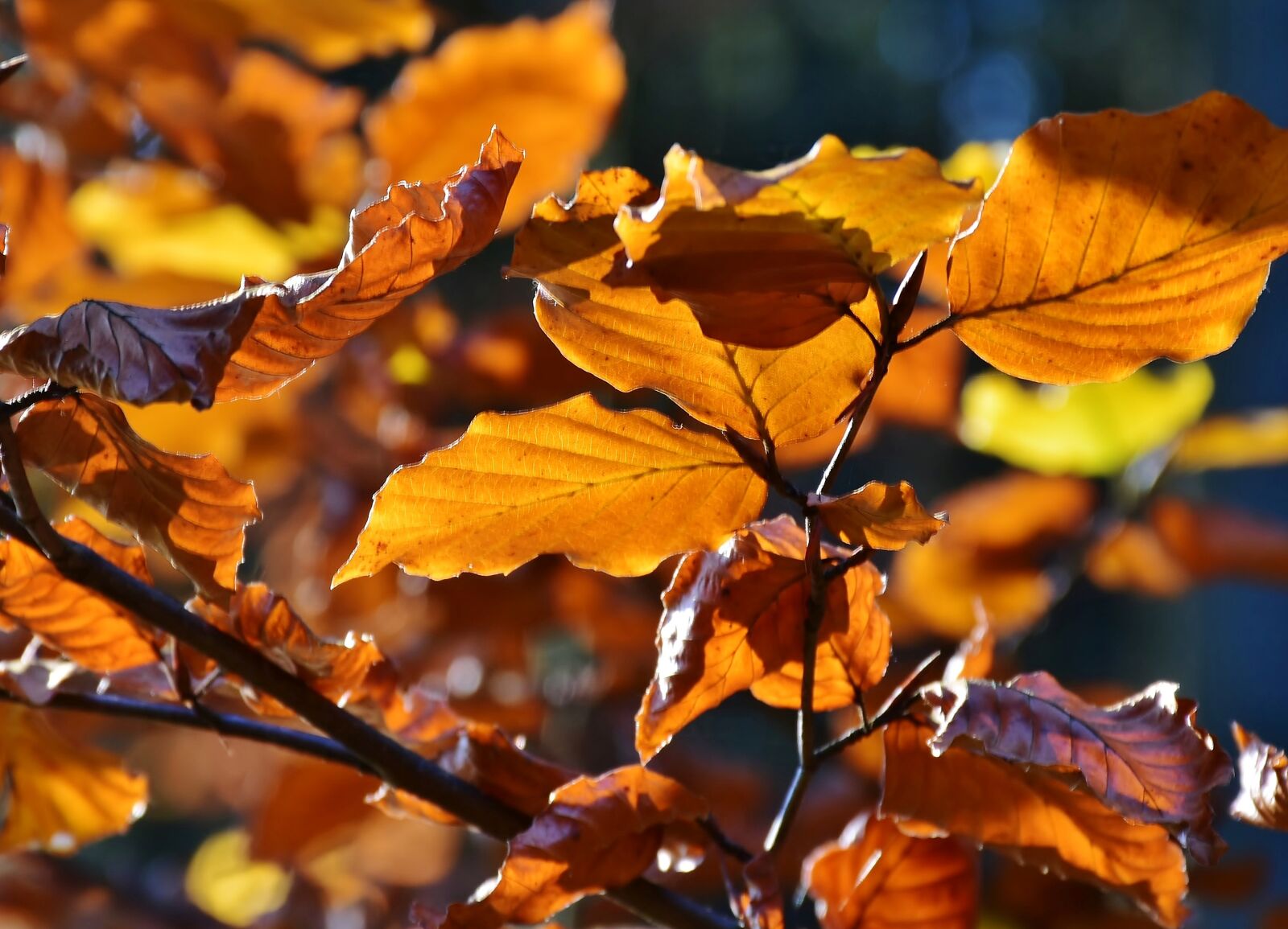 Nikon D7200 sample photo. Leaves, tree, forest photography