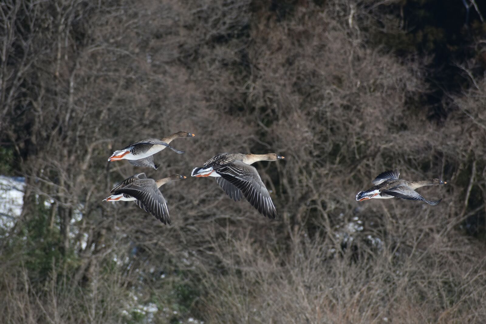 Nikon D7200 sample photo. Animal, bird, wild birds photography