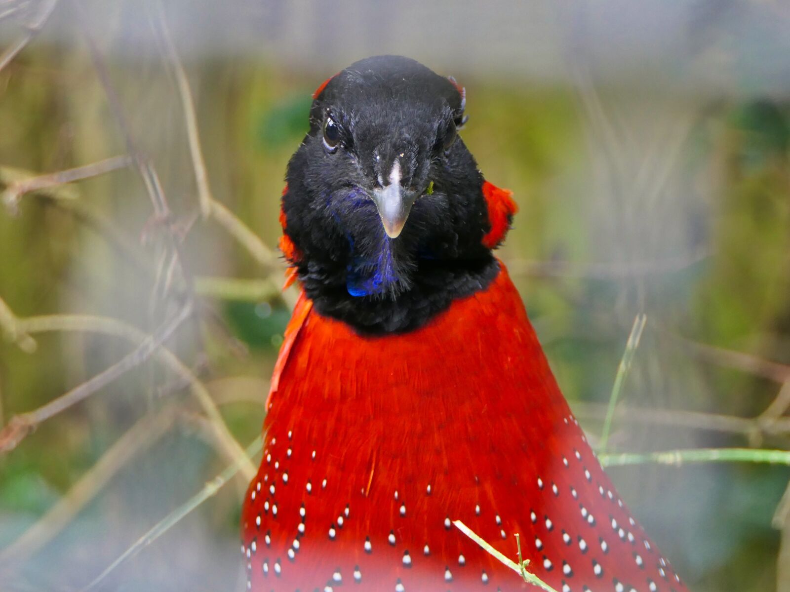 Panasonic Lumix DMC-FZ2500 (Lumix DMC-FZ2000) sample photo. Bird, red, plumage photography