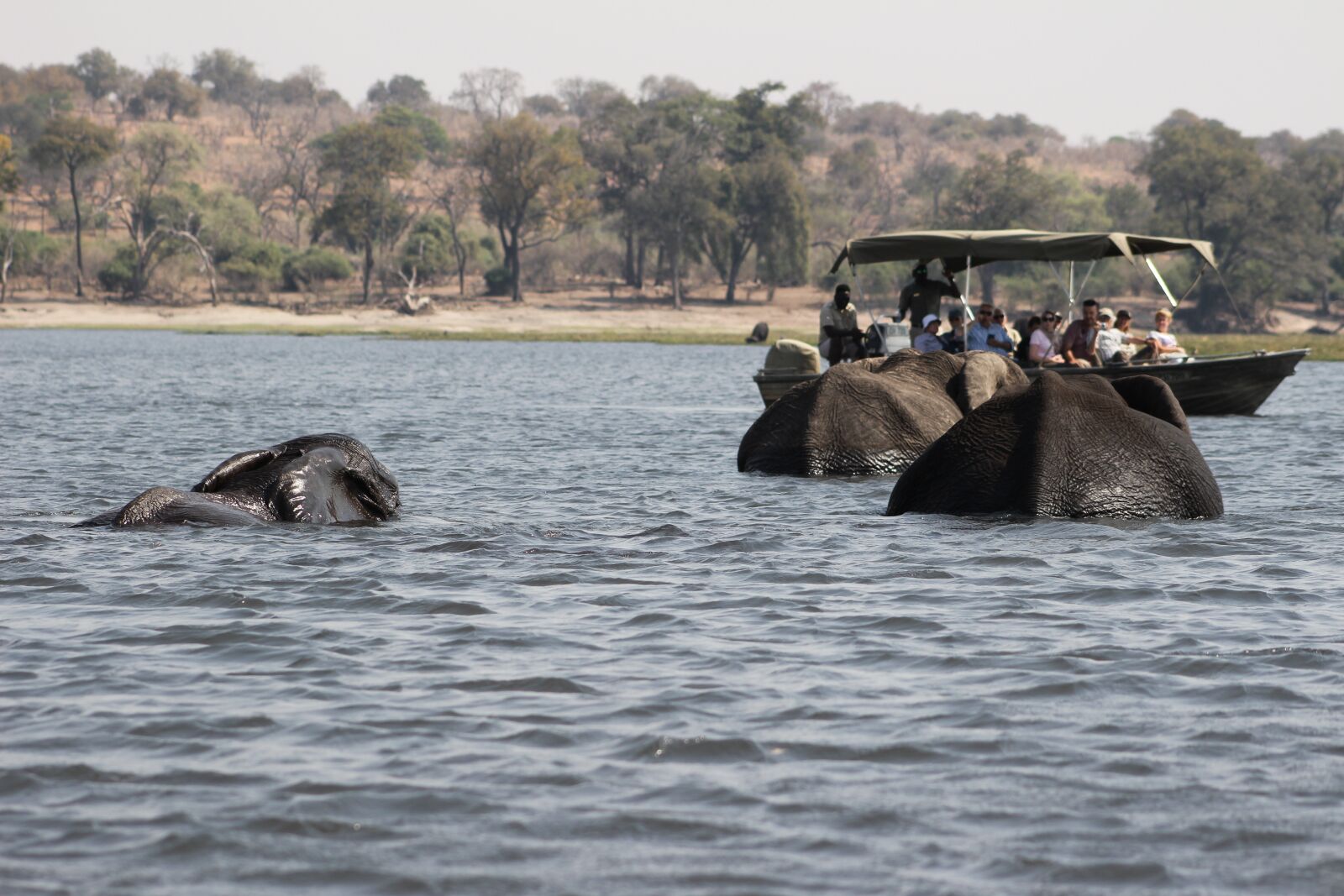 Canon EOS 100D (EOS Rebel SL1 / EOS Kiss X7) sample photo. Elephants, safari, botswana photography