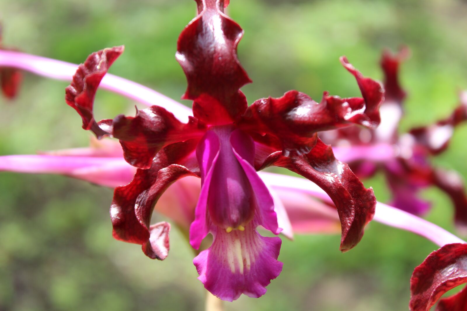 Canon EOS 1200D (EOS Rebel T5 / EOS Kiss X70 / EOS Hi) sample photo. Orchid, flower, plant photography