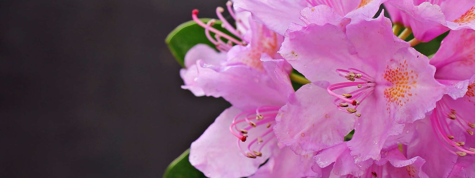 Canon EOS 550D (EOS Rebel T2i / EOS Kiss X4) sample photo. Petal, pistil, garden, pink photography