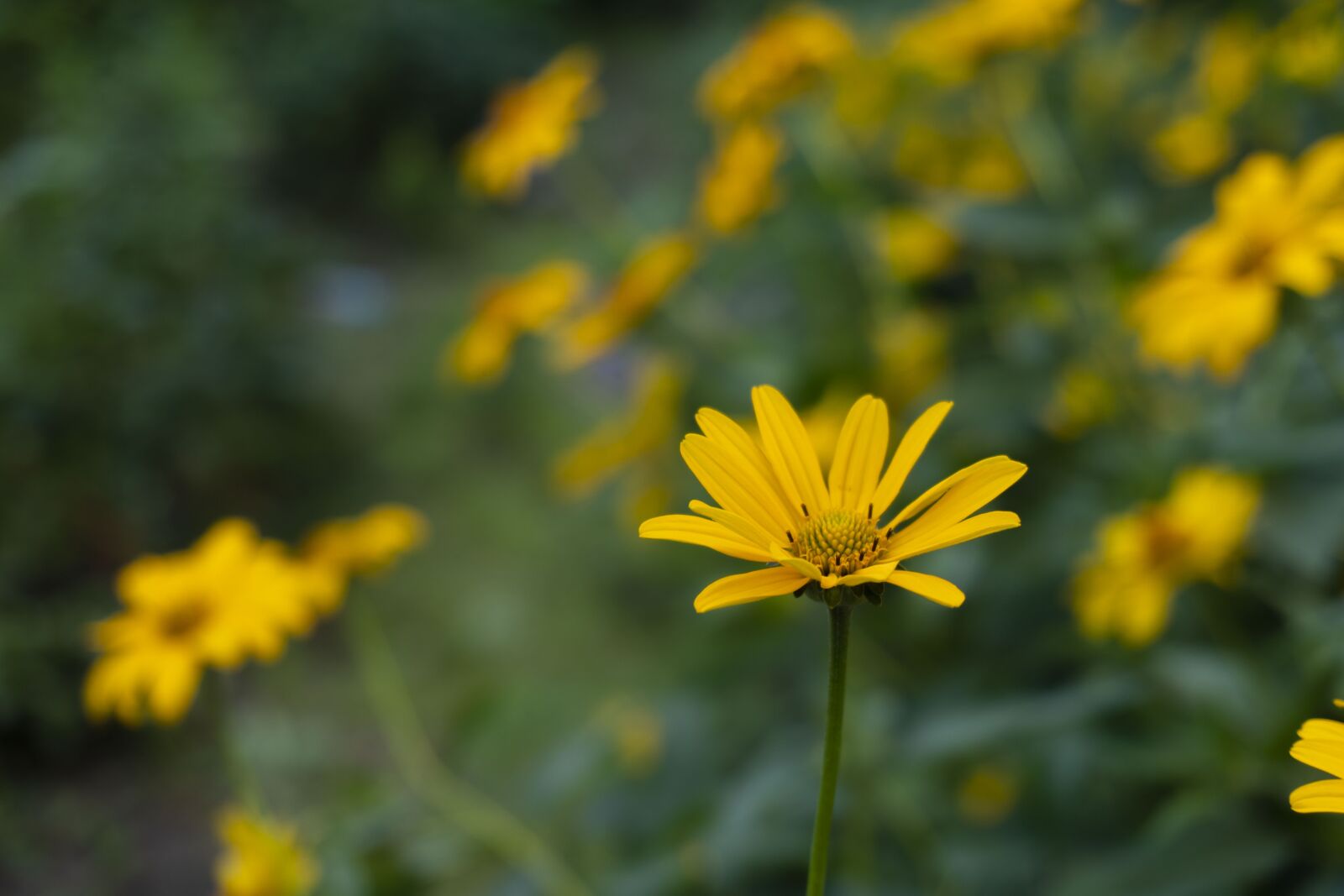 Sony a6300 sample photo. Flower, yellow, green photography