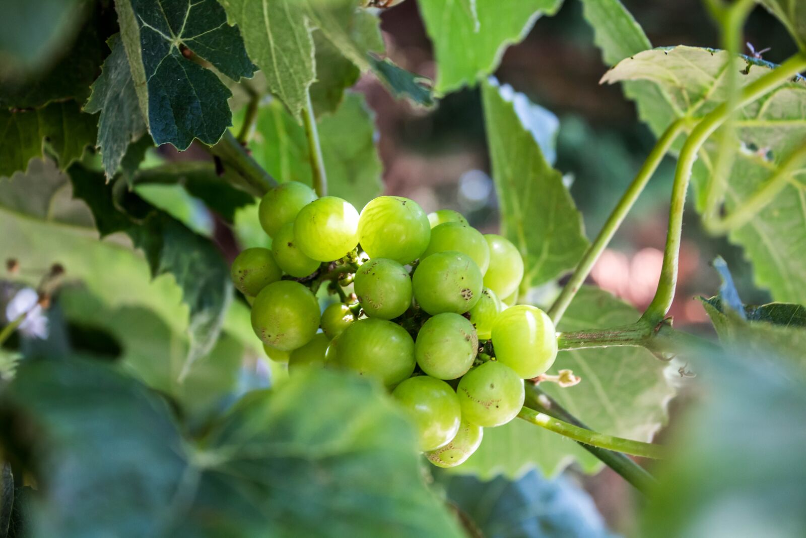 Canon EOS 1300D (EOS Rebel T6 / EOS Kiss X80) sample photo. Fruit, nature, leaf photography