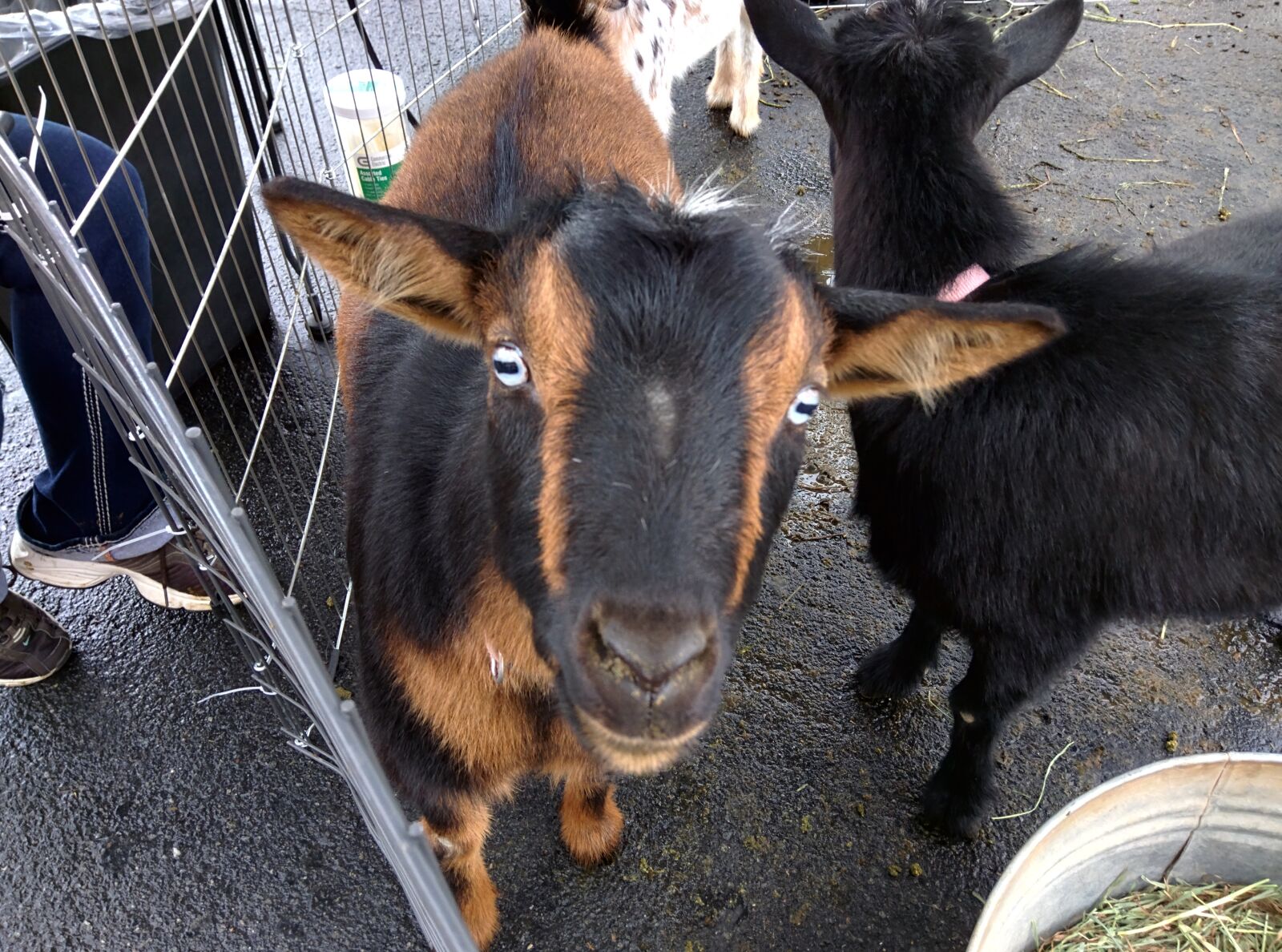 Motorola Nexus 6 sample photo. Goat photography